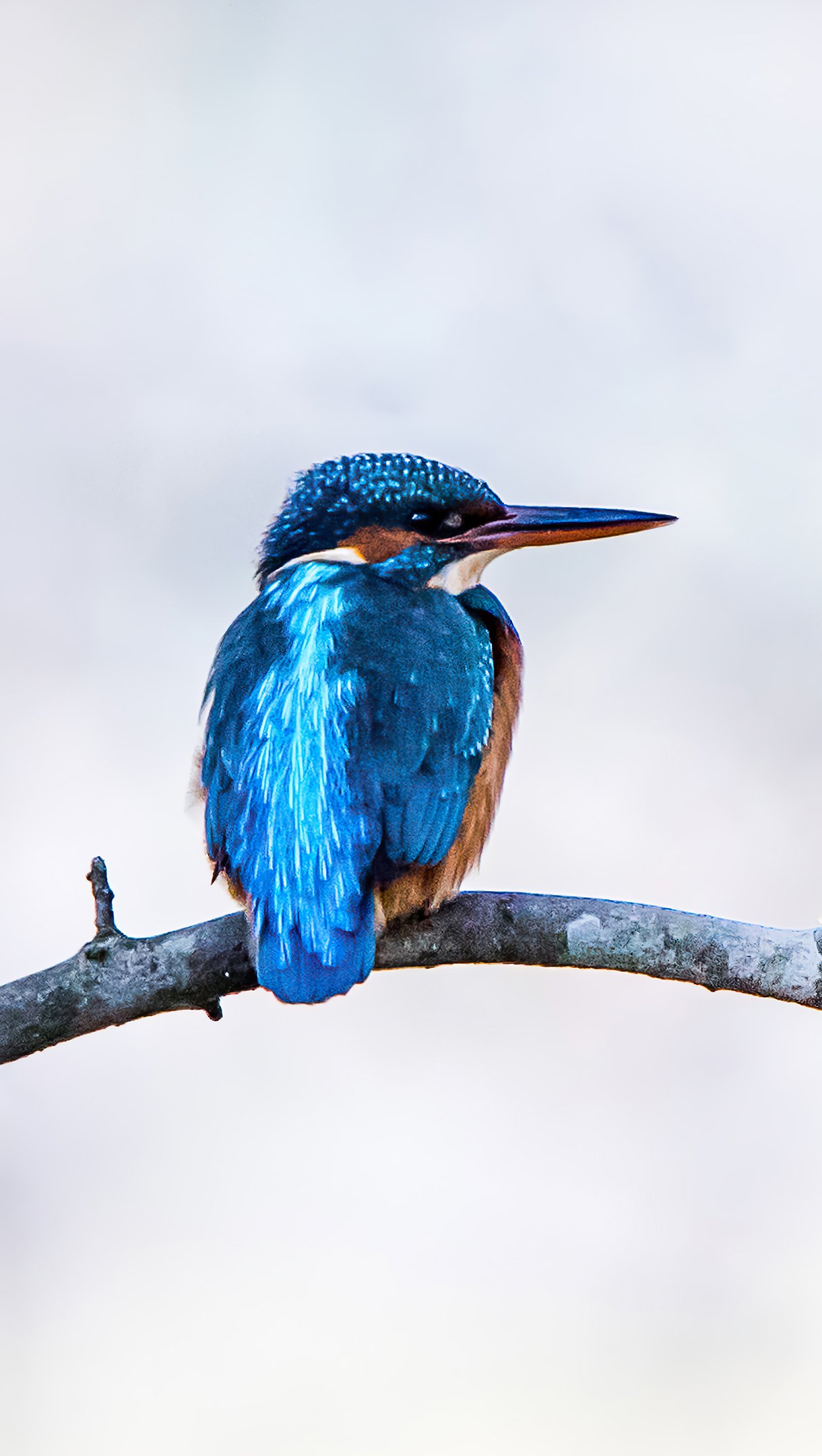 Kingfisher Wallpapers