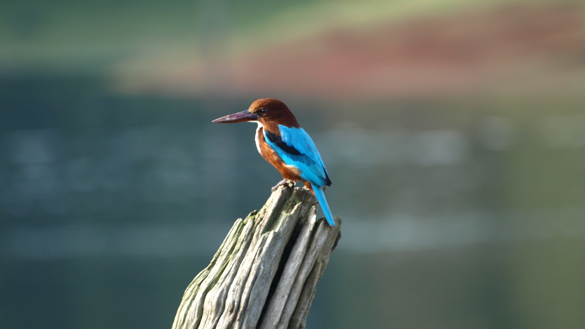 Kingfisher Wallpapers