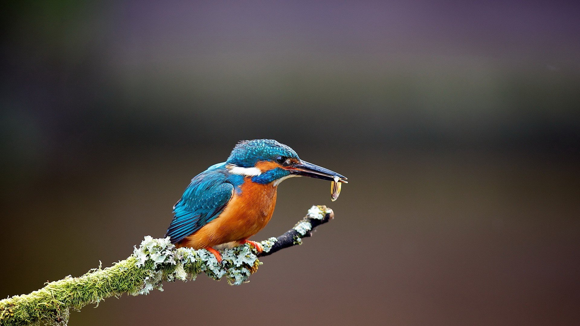 Kingfisher Wallpapers