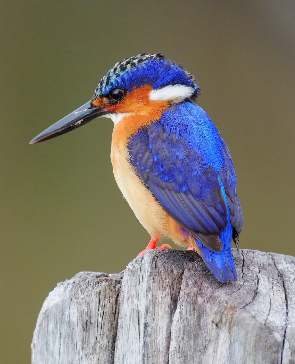Kingfisher Wallpapers