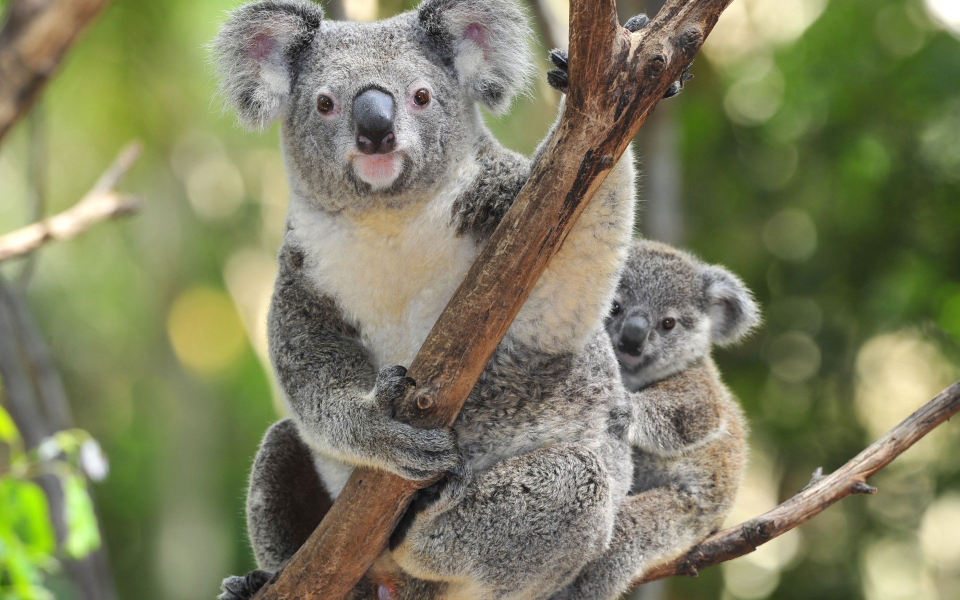 Koala Hd Wallpapers