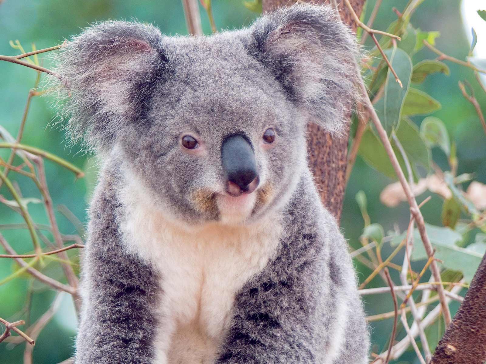 Koala Hd Wallpapers