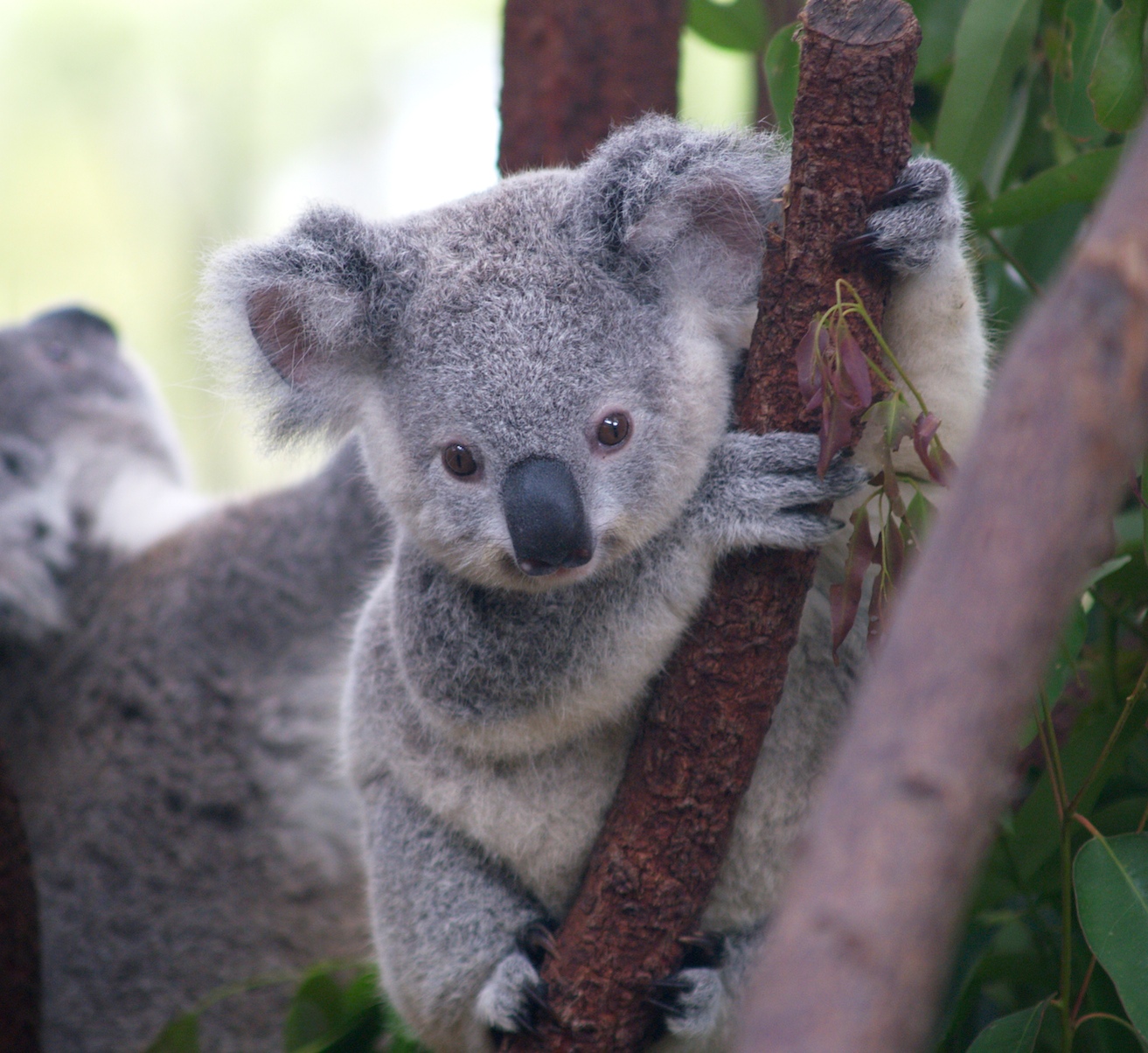 Koala Hd Wallpapers