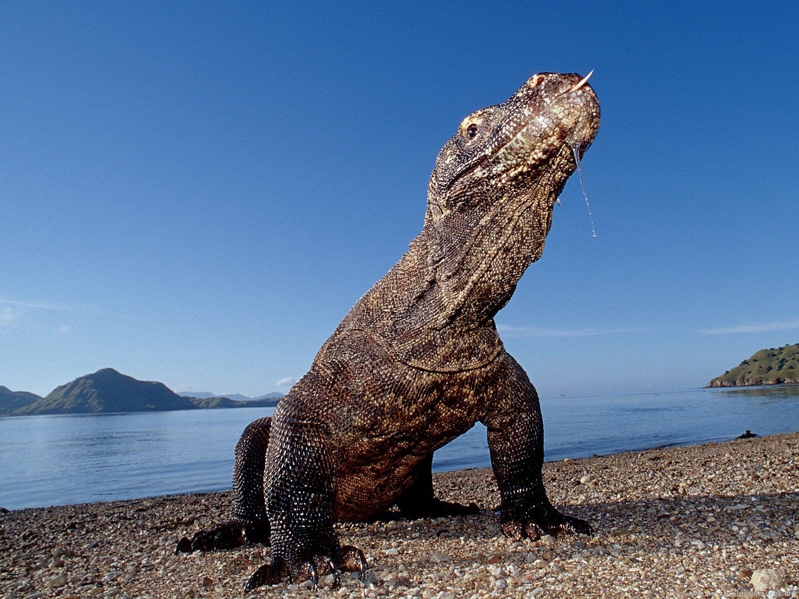 Komodo Dragon Wallpapers