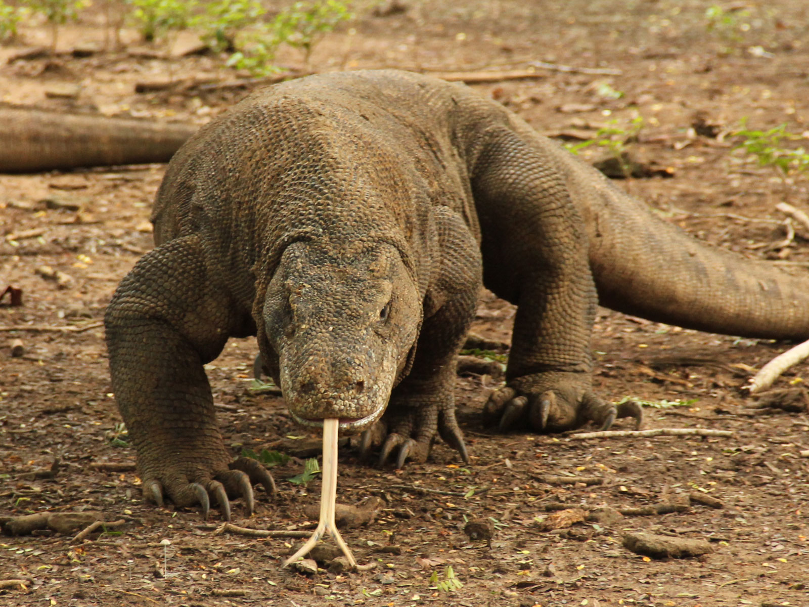 Komodo Dragon Wallpapers