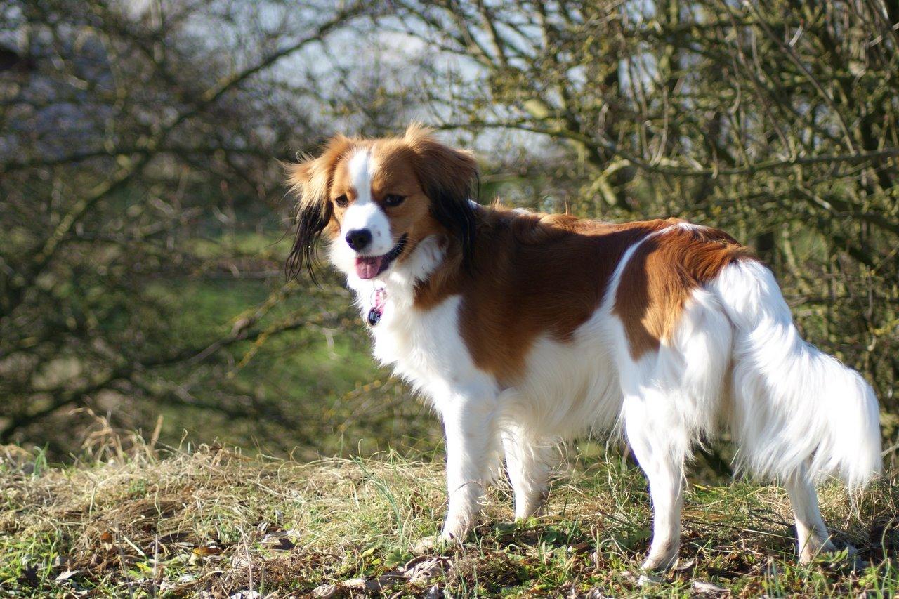 Kooikerhondje Wallpapers