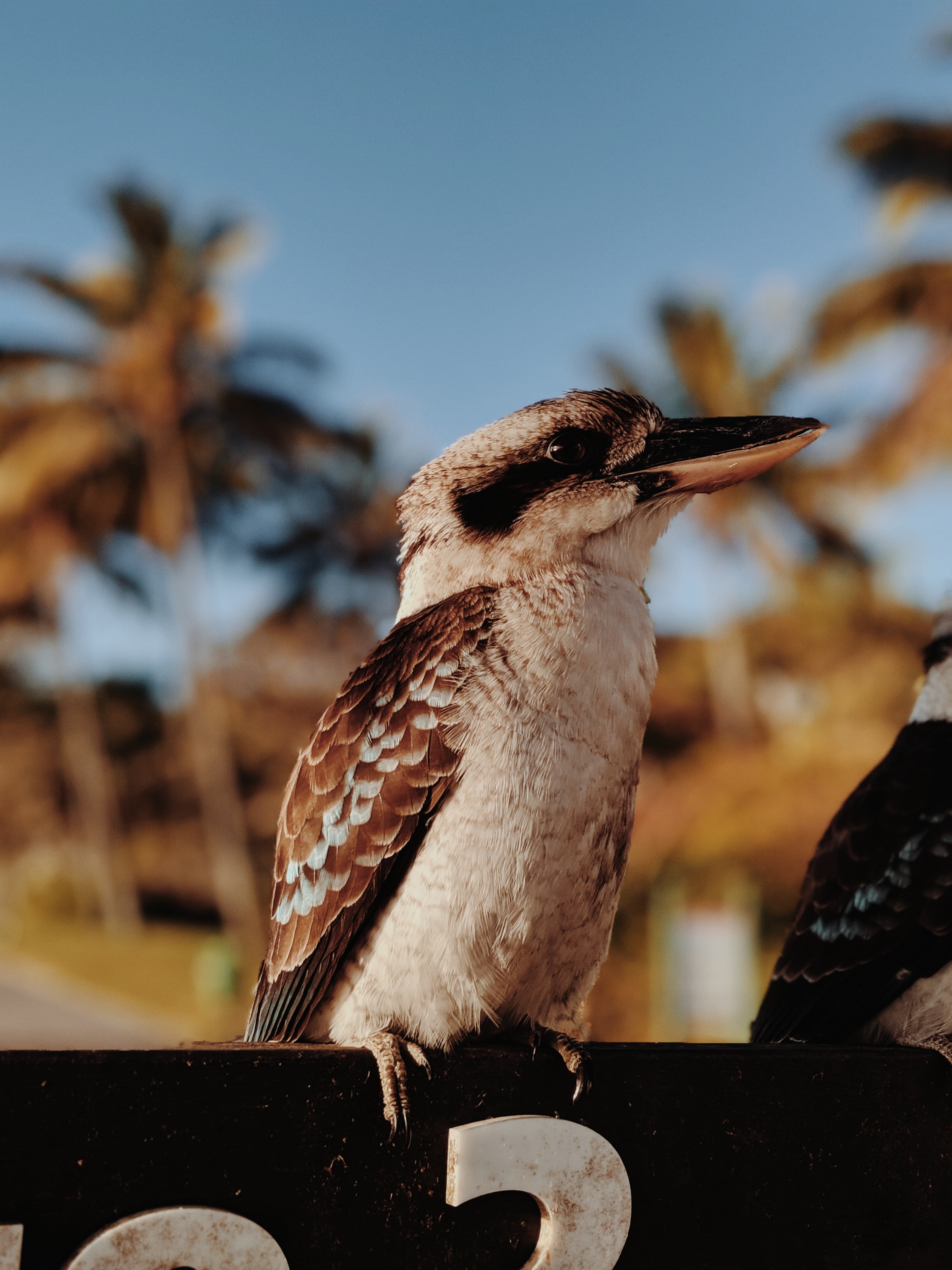 Kookaburra Wallpapers