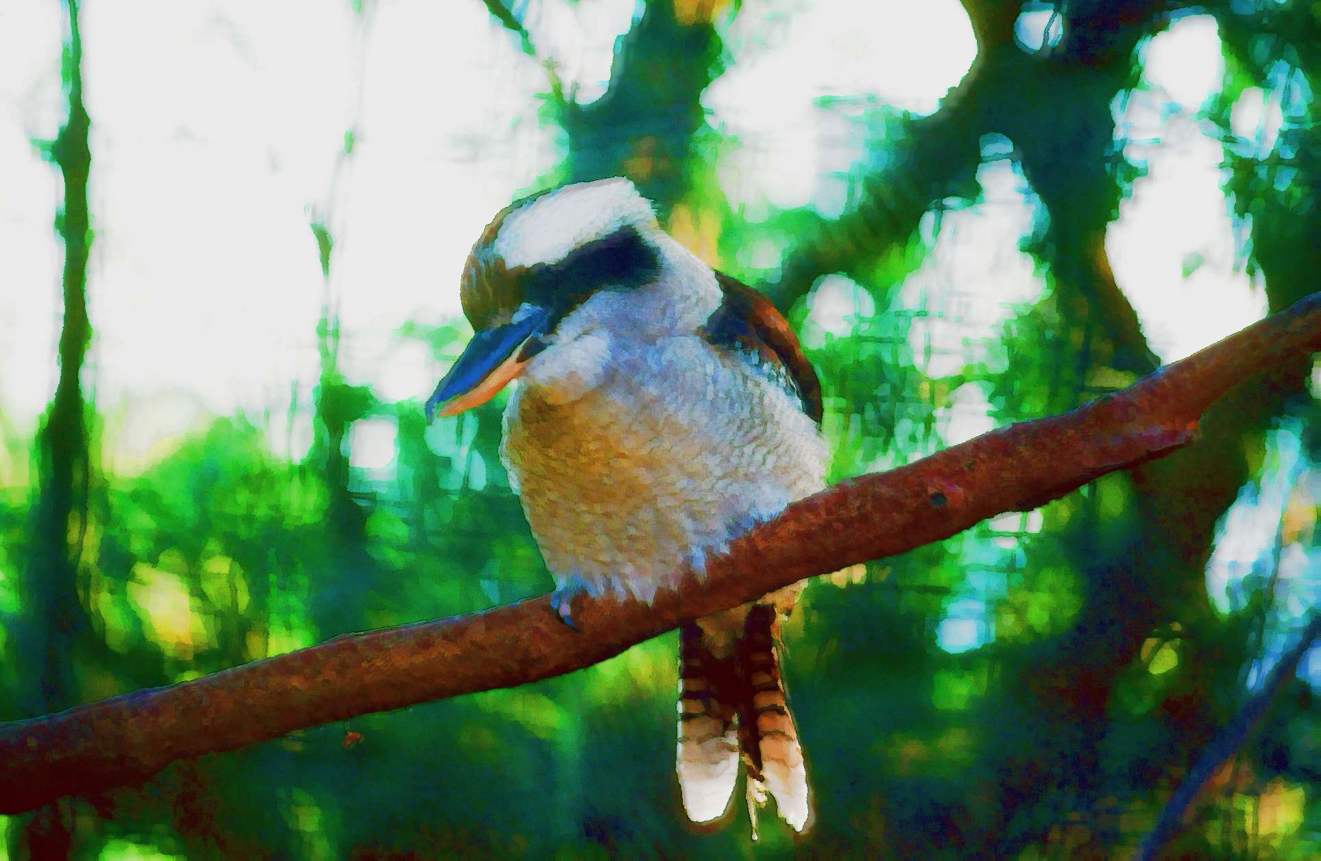 Kookaburra Wallpapers