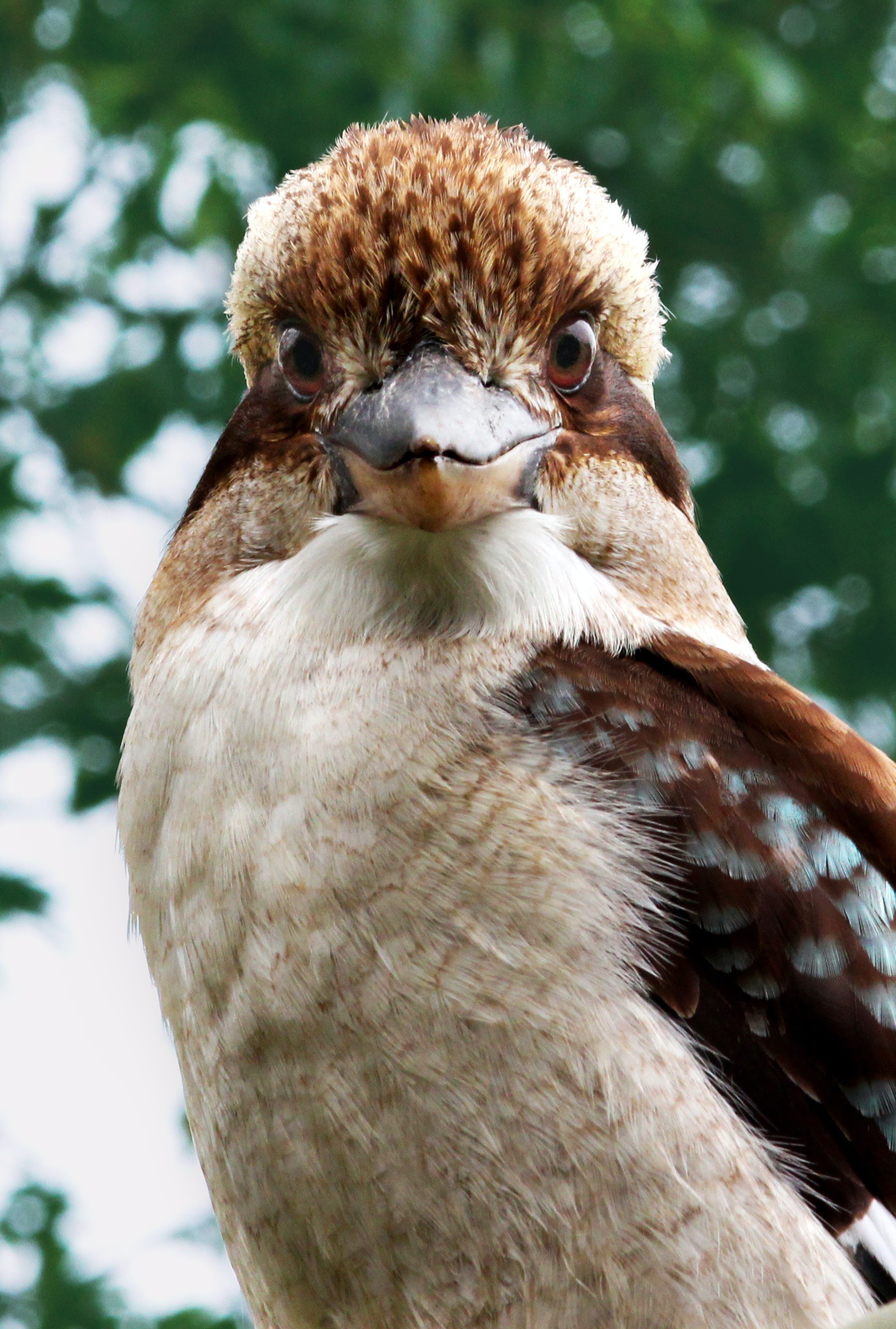 Kookaburra Wallpapers