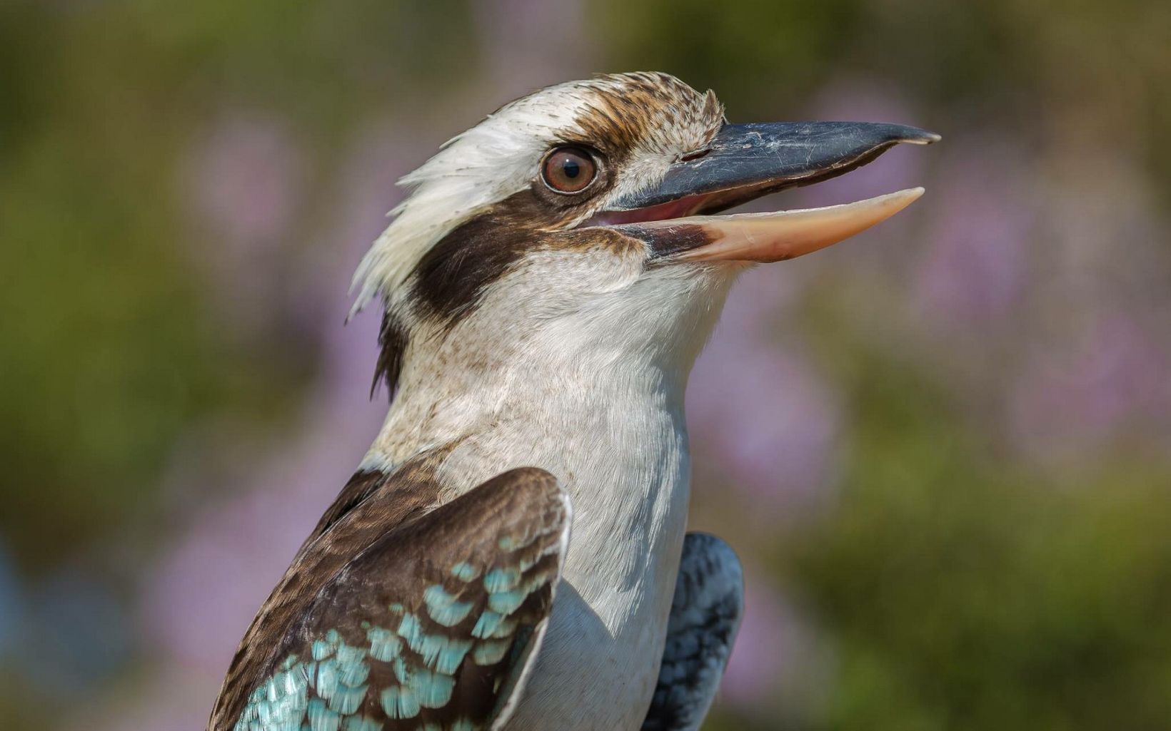 Kookaburra Wallpapers