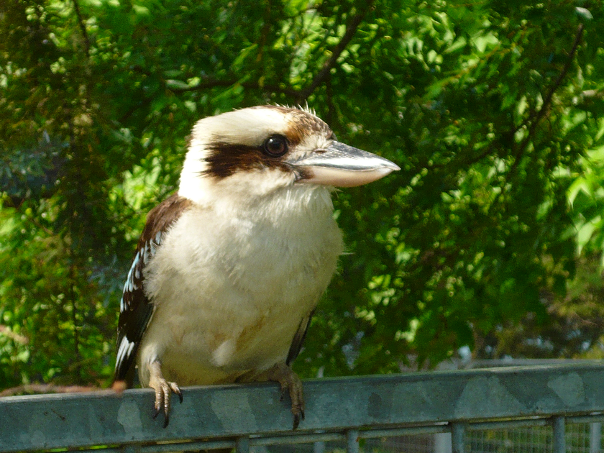 Kookaburra Wallpapers