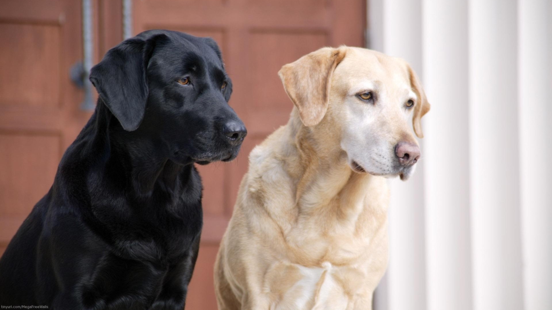 Labrador Wallpapers