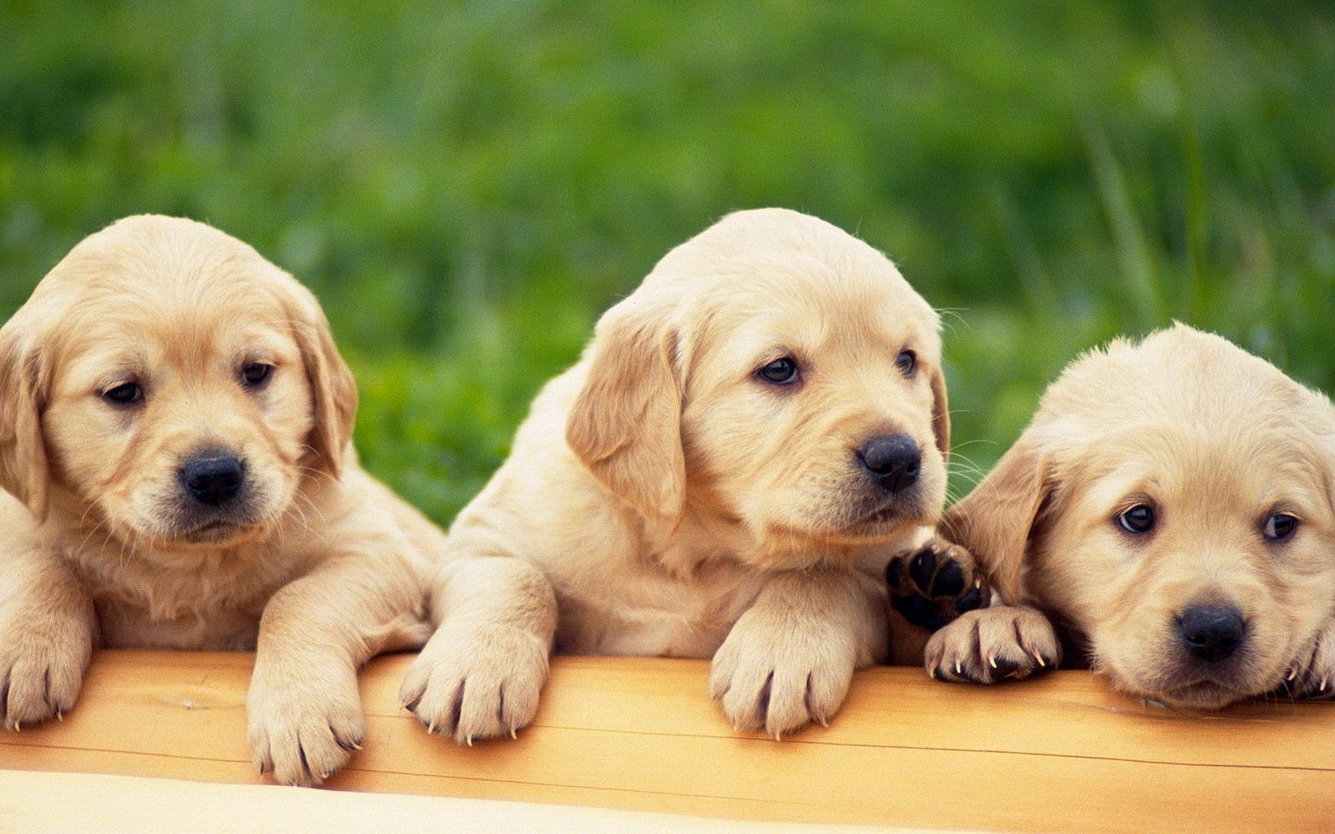 Labrador Retriever Wallpapers