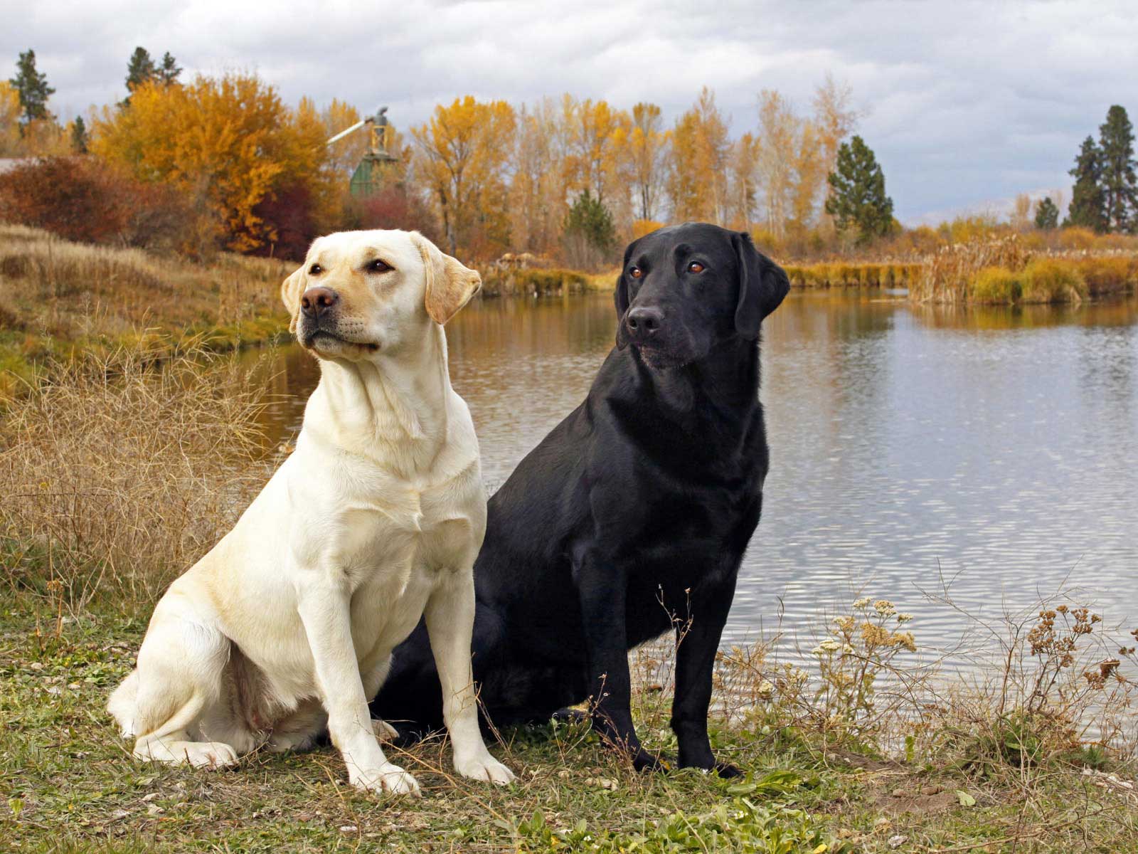 Labrador Retriever Wallpapers