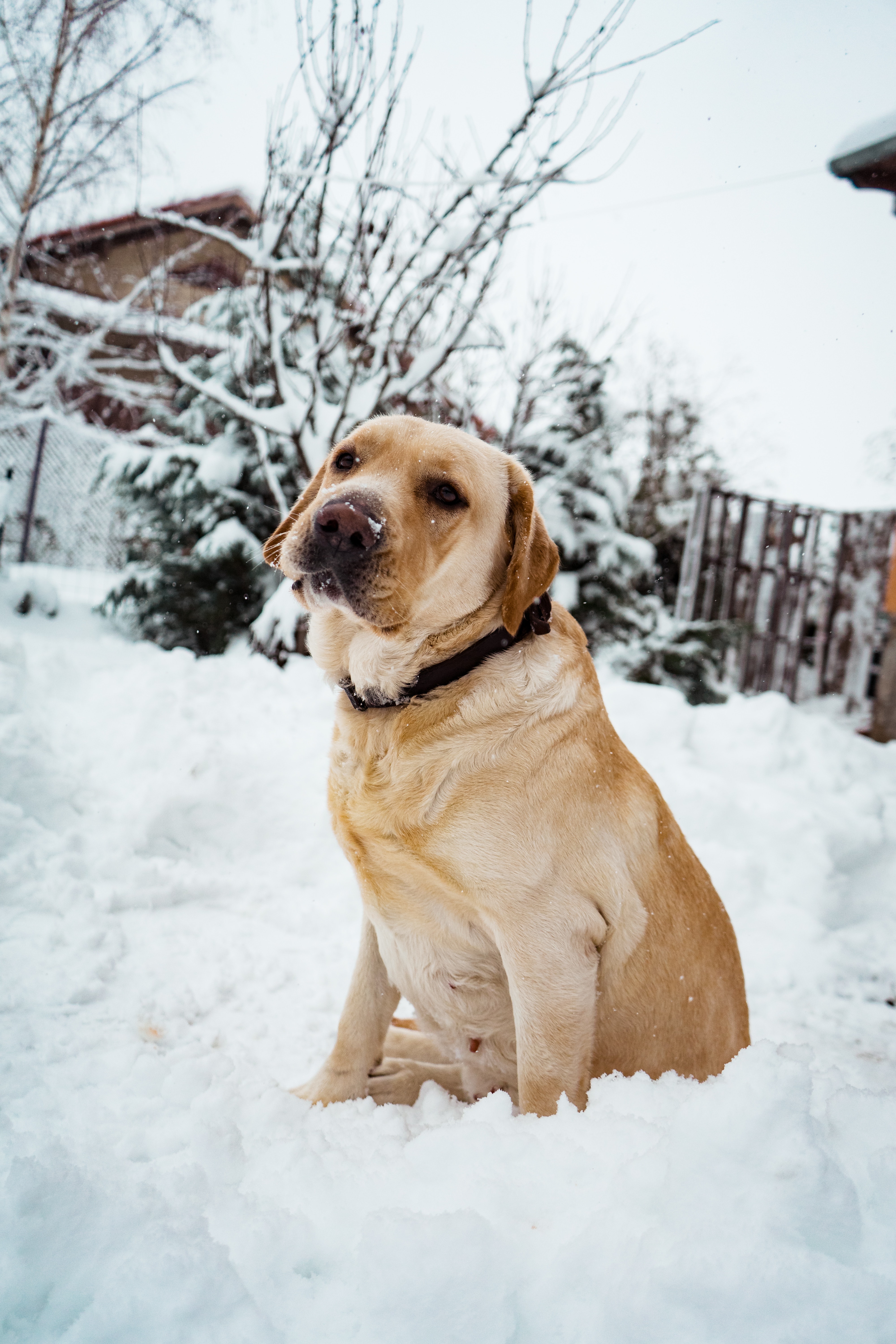 Labrador Retriever Wallpapers