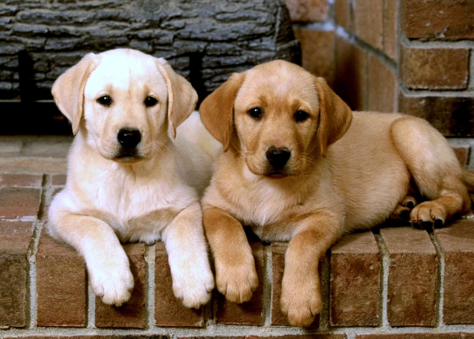 Labrador Retriever Wallpapers