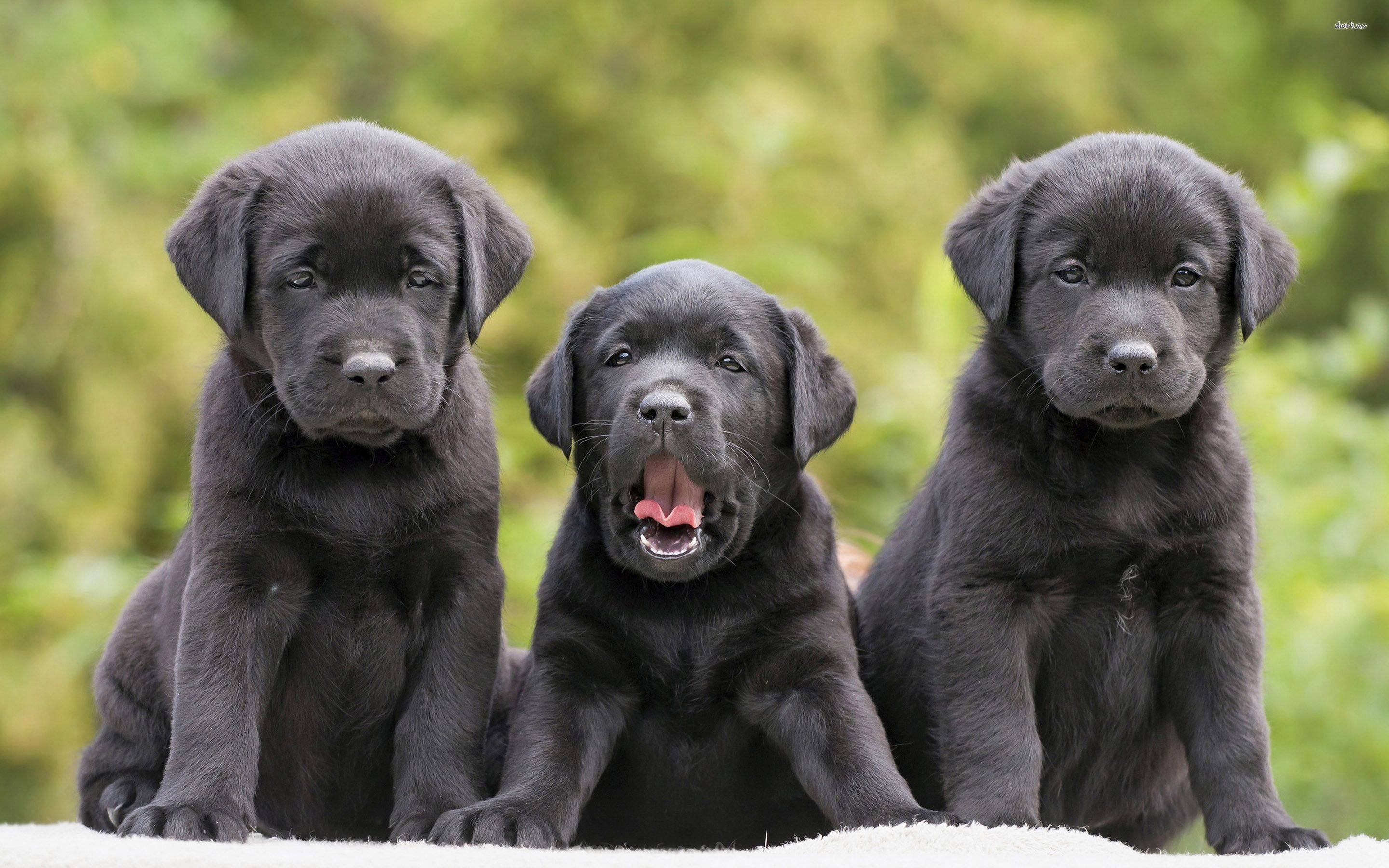 Labrador Retriever Wallpapers