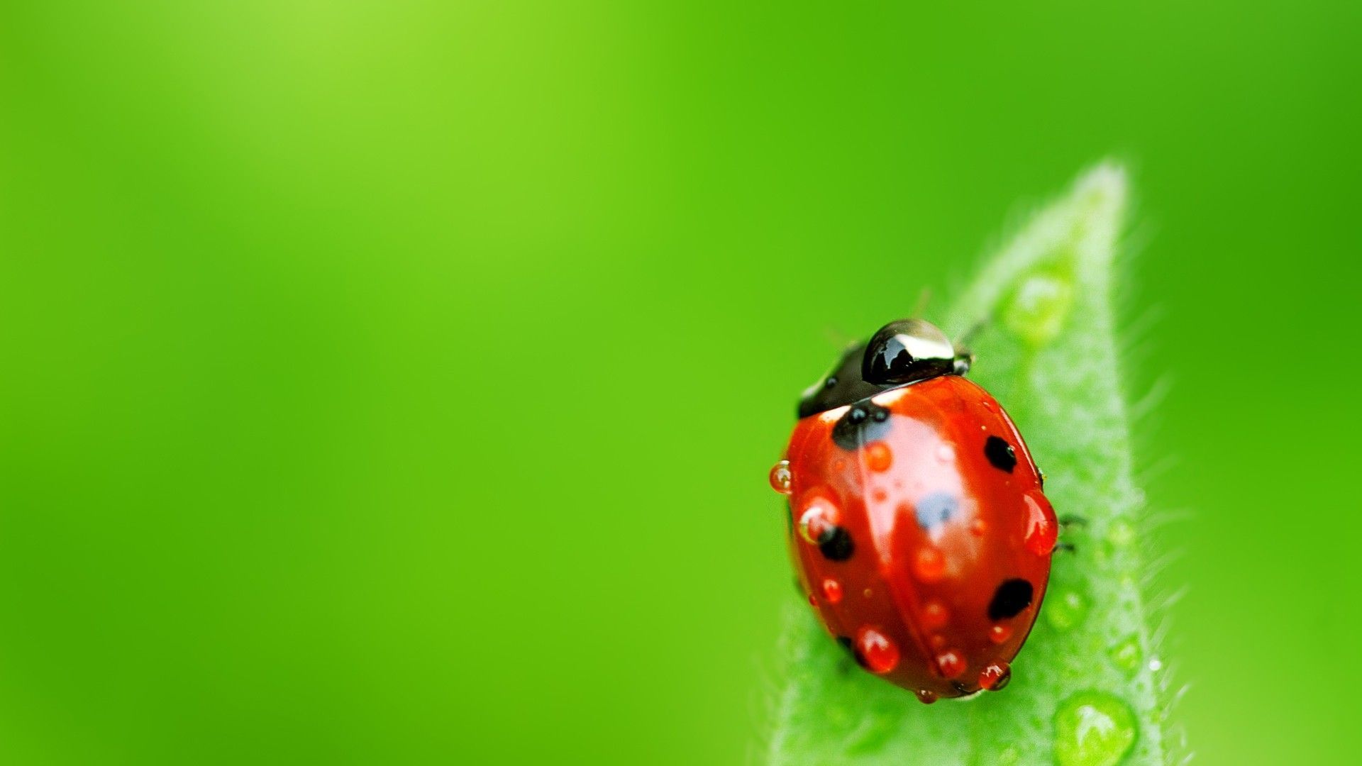 Ladybug Wallpapers