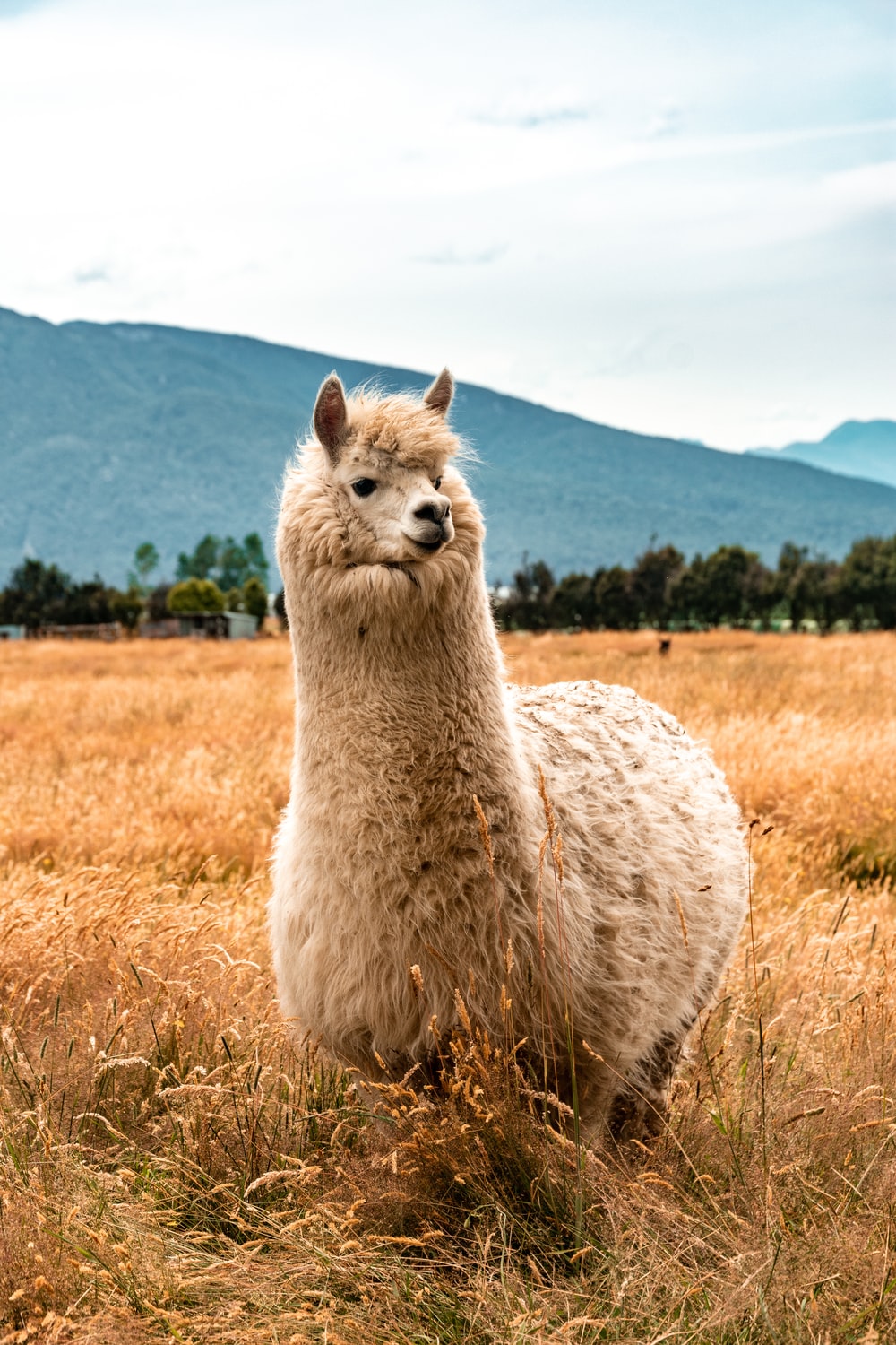 Lama Wallpapers