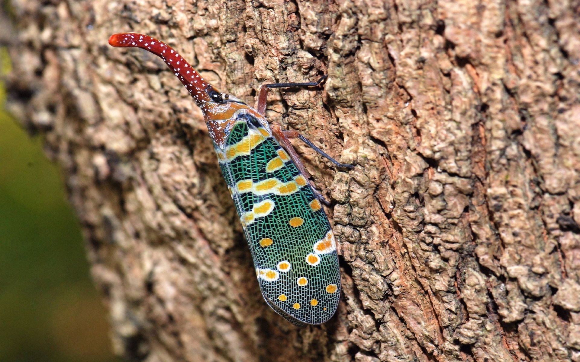 Lantern Fly Wallpapers