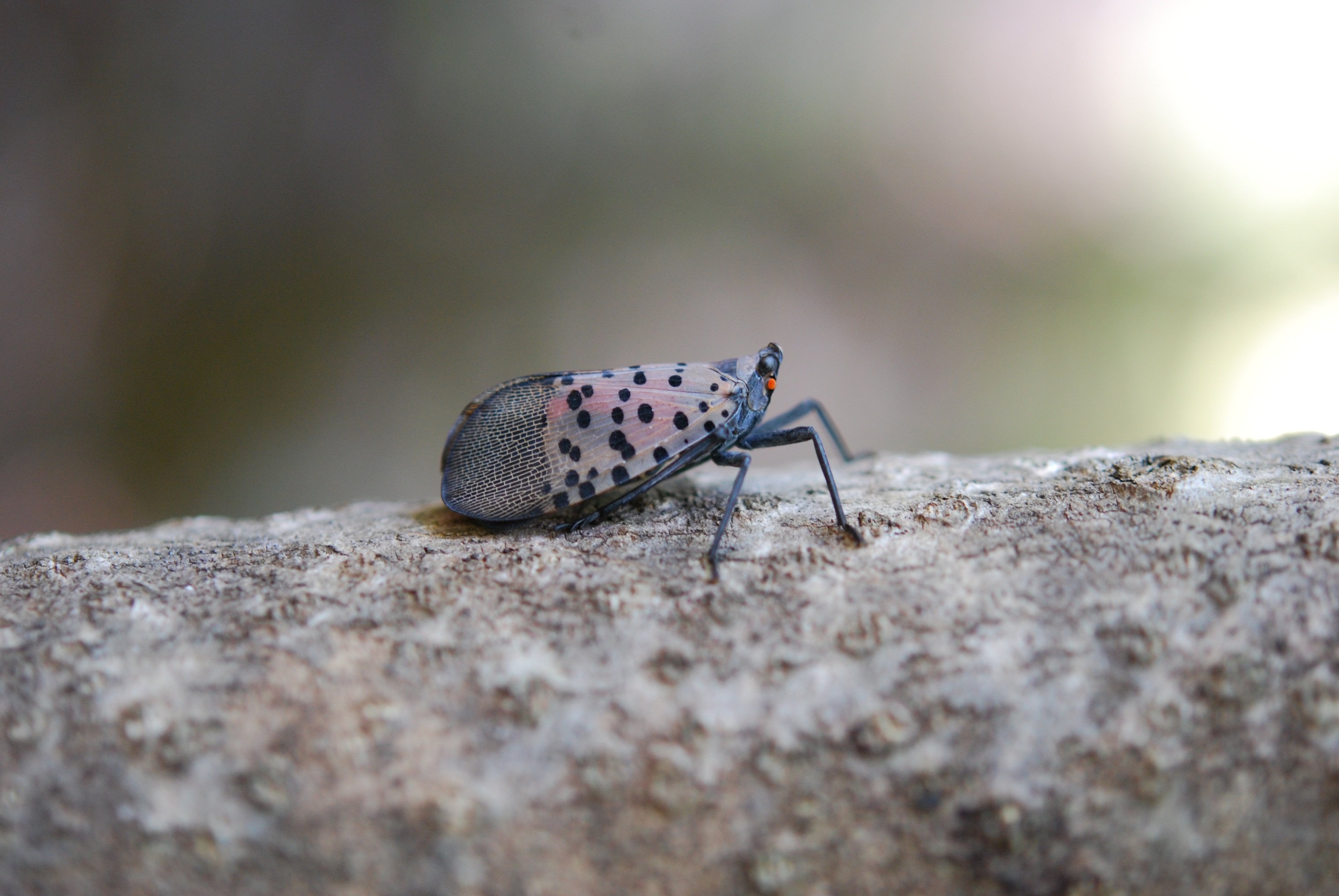 Lantern Fly Wallpapers