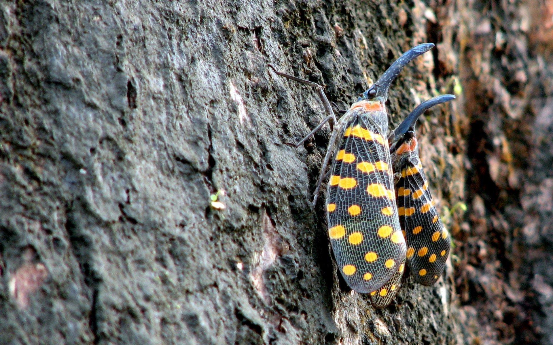 Lantern Fly Wallpapers