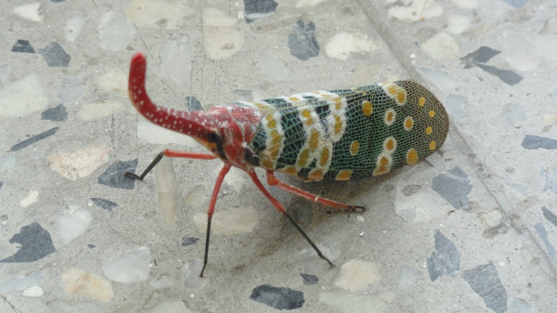 Lantern Fly Wallpapers