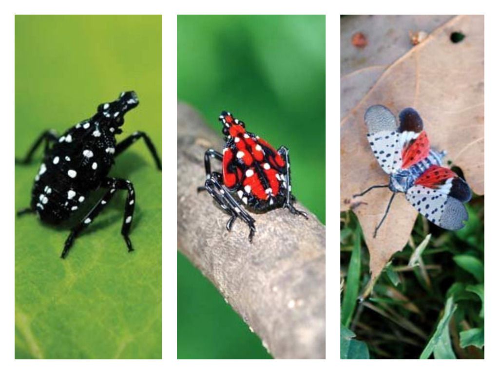 Lantern Fly Wallpapers