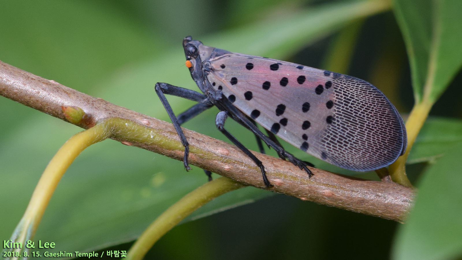 Lantern Fly Wallpapers