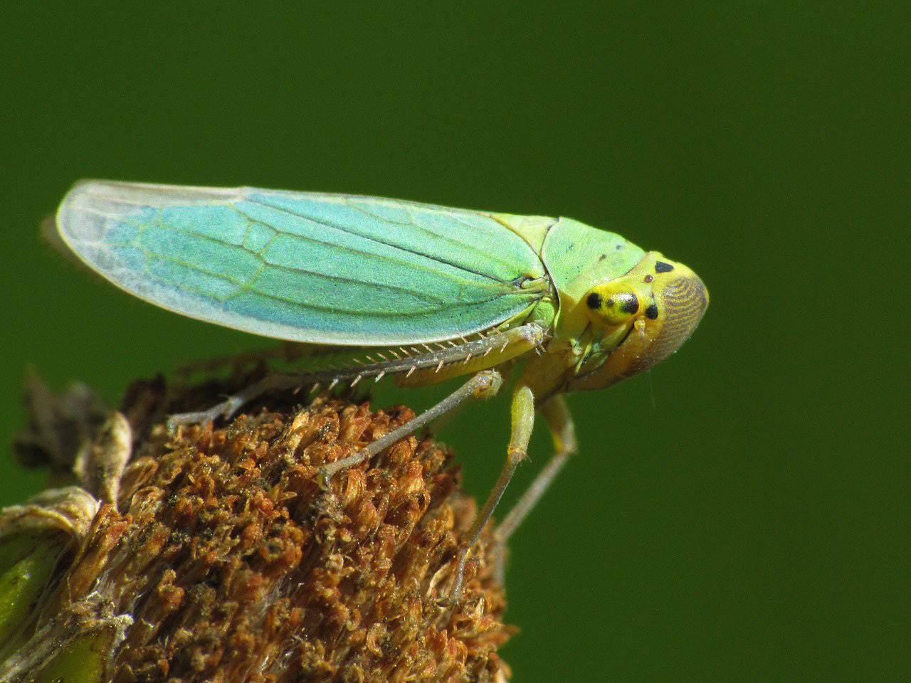 Leafhoppers Wallpapers