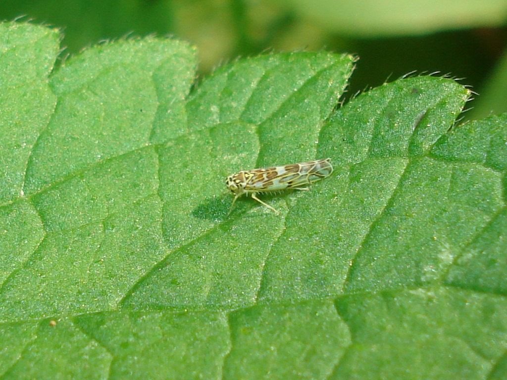 Leafhoppers Wallpapers