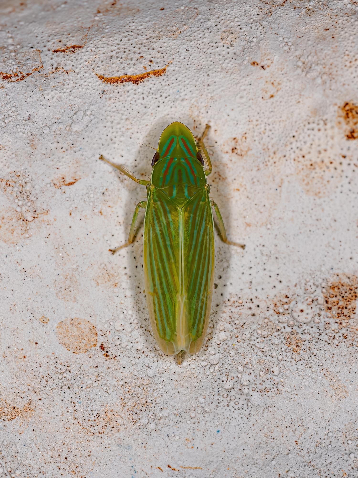 Leafhoppers Wallpapers