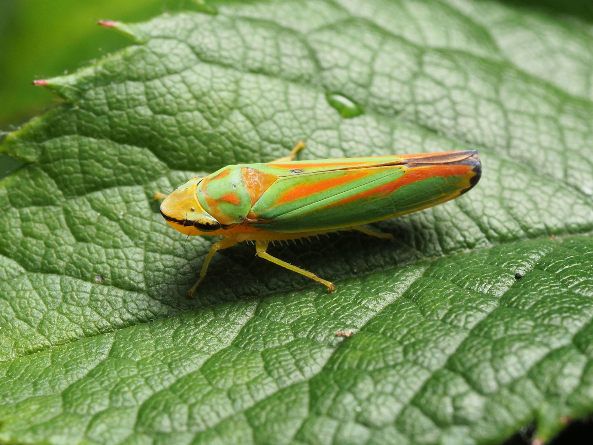 Leafhoppers Wallpapers