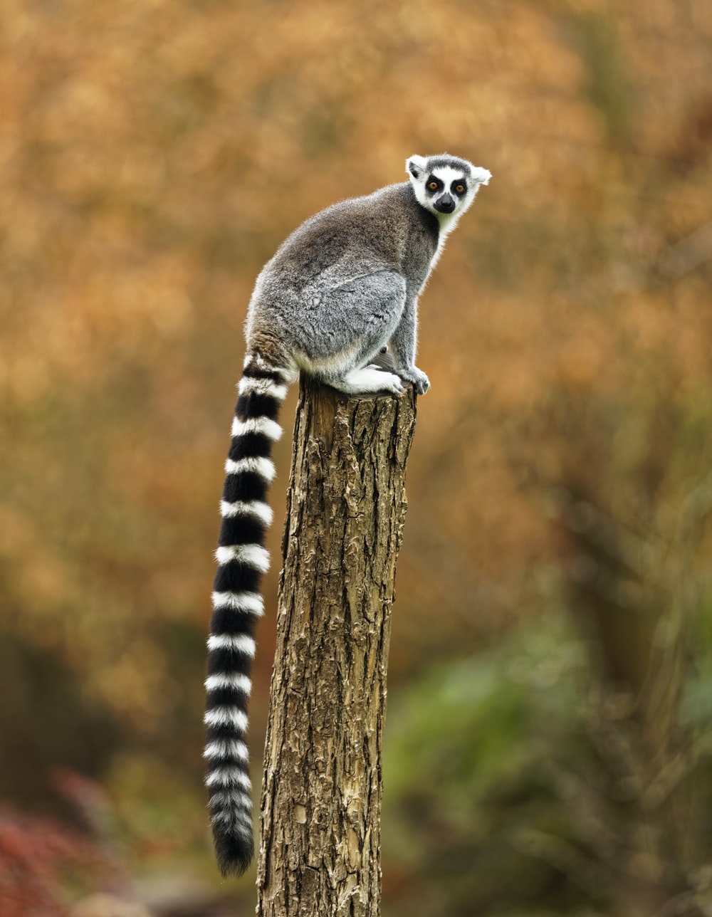 Lemur Wallpapers