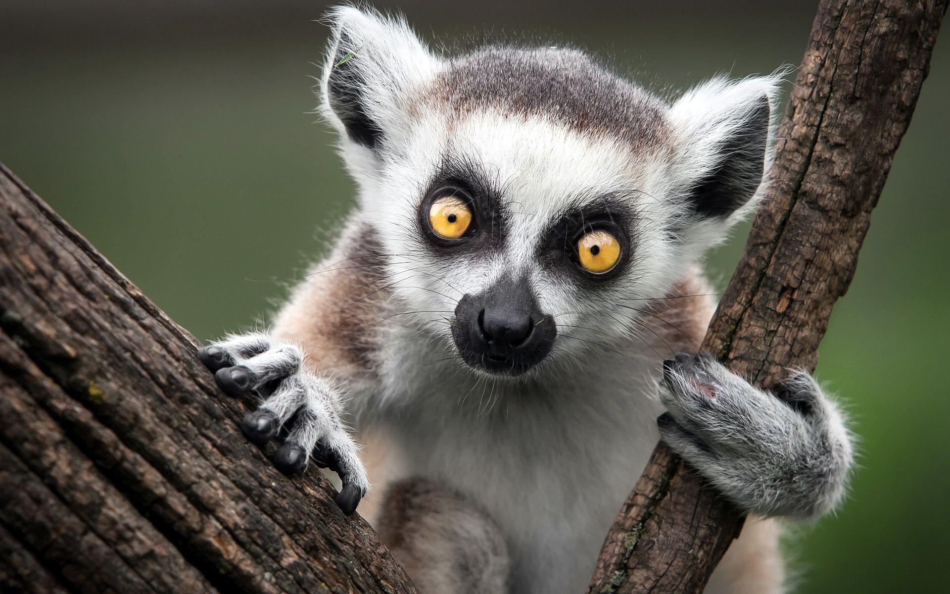 Lemur Wallpapers