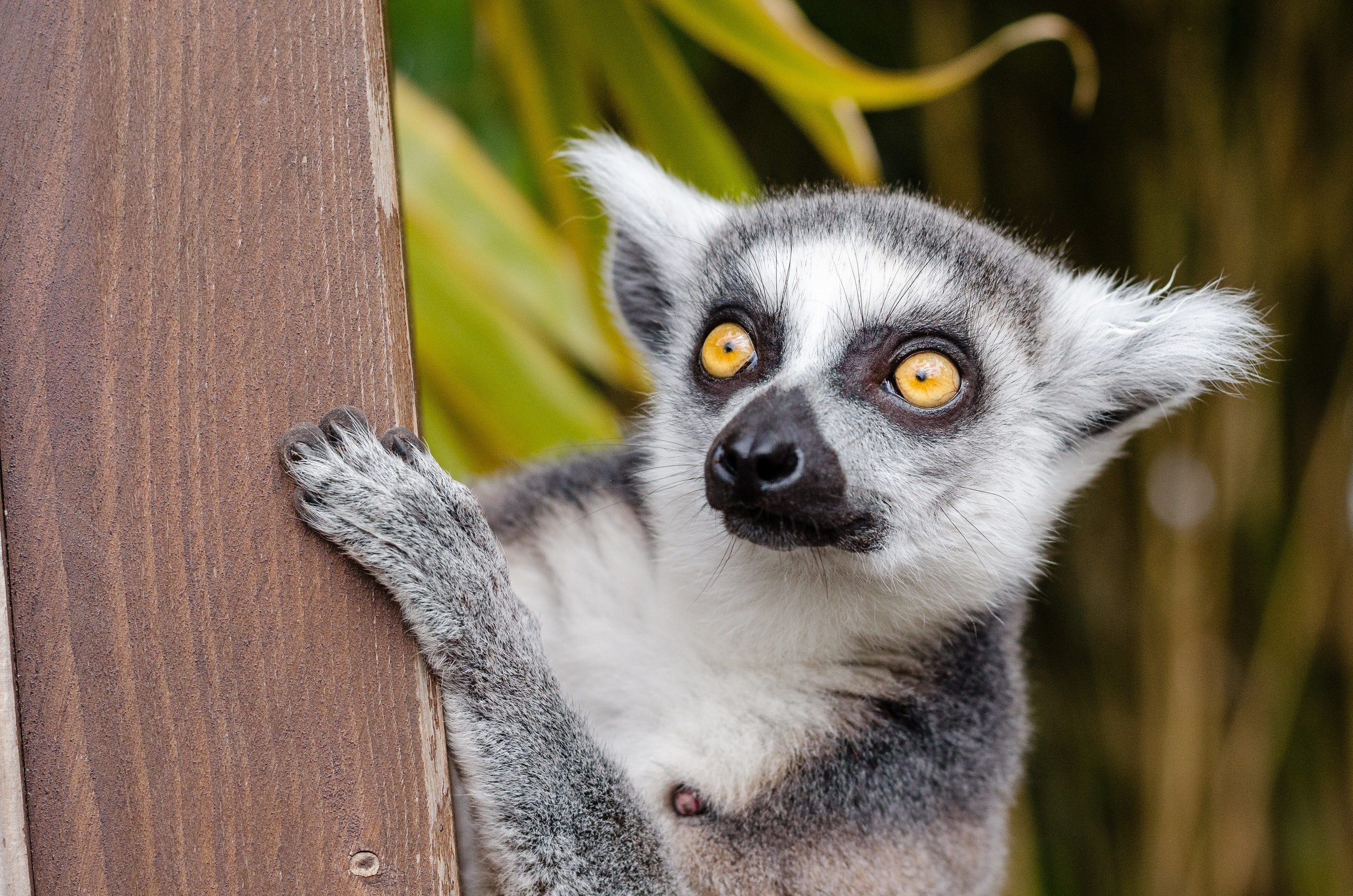 Lemur Wallpapers