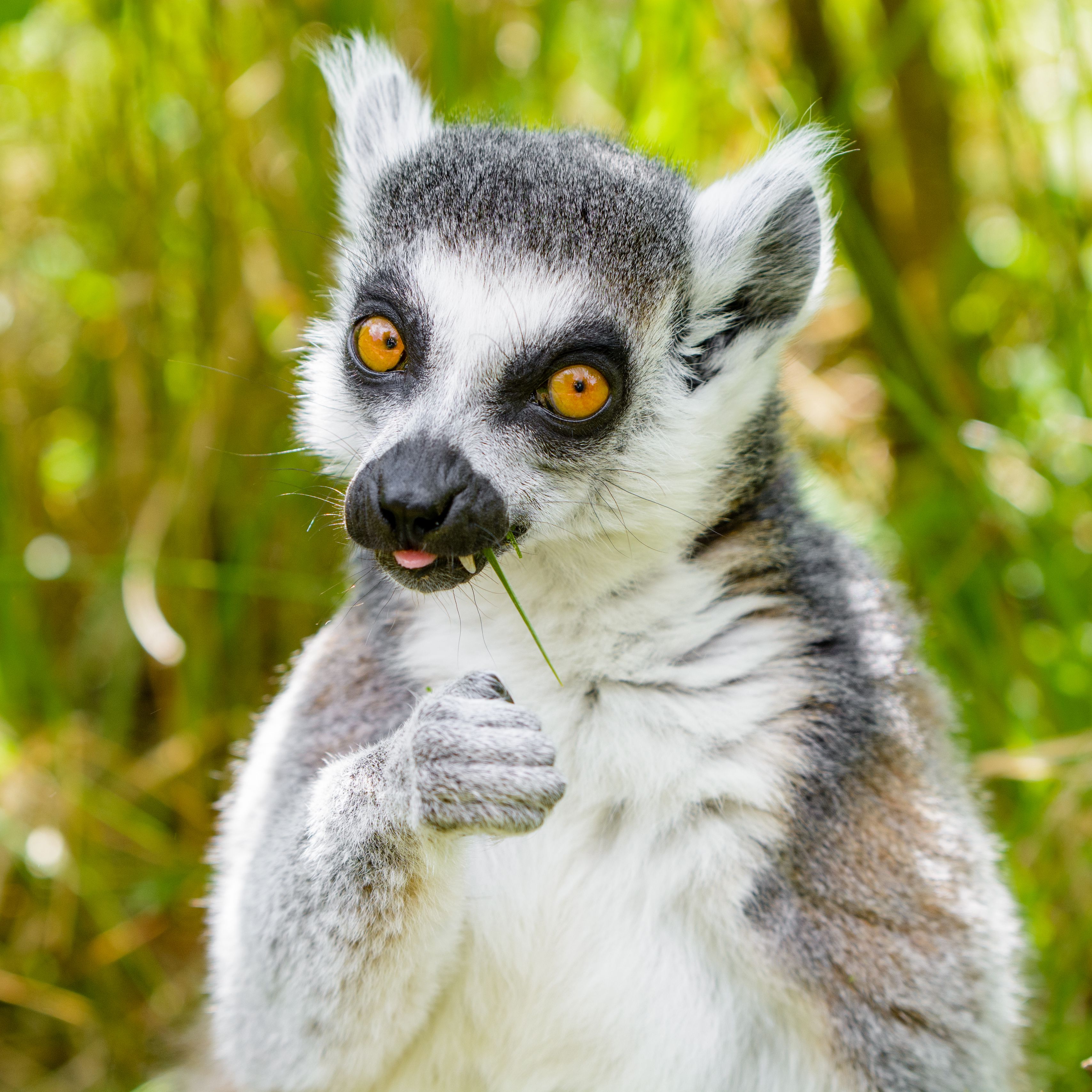 Lemur Wallpapers