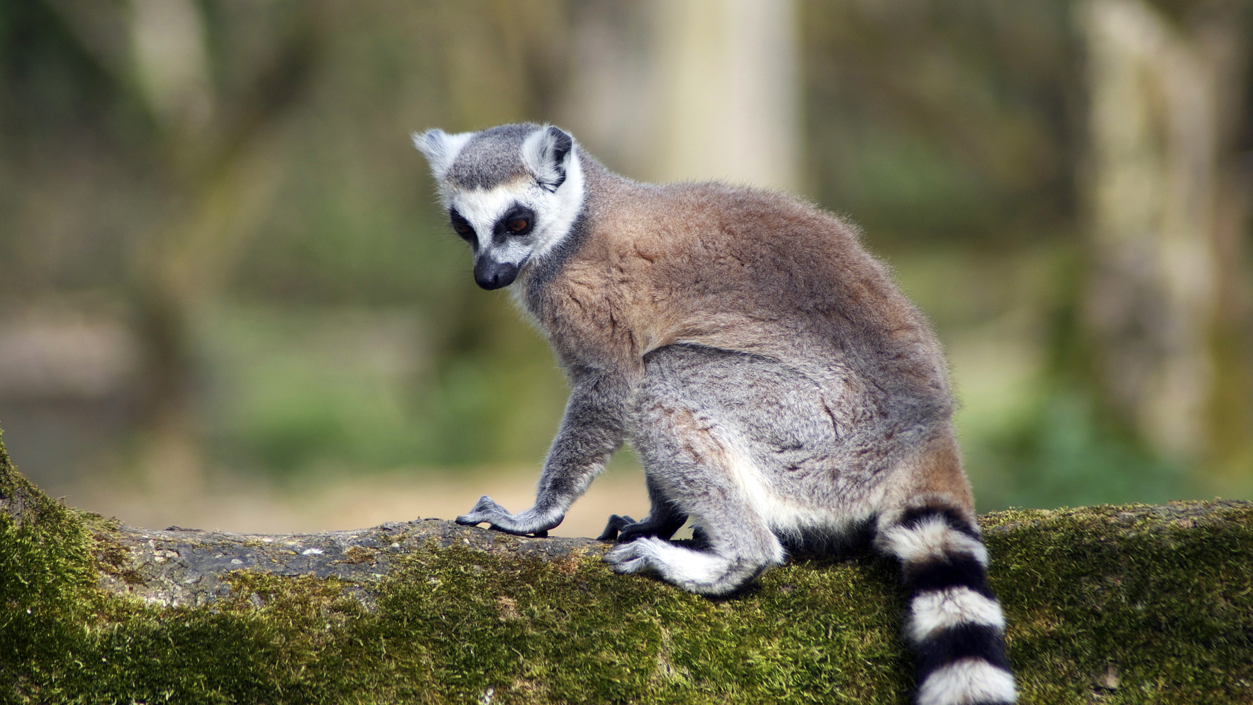 Lemurs Wallpapers