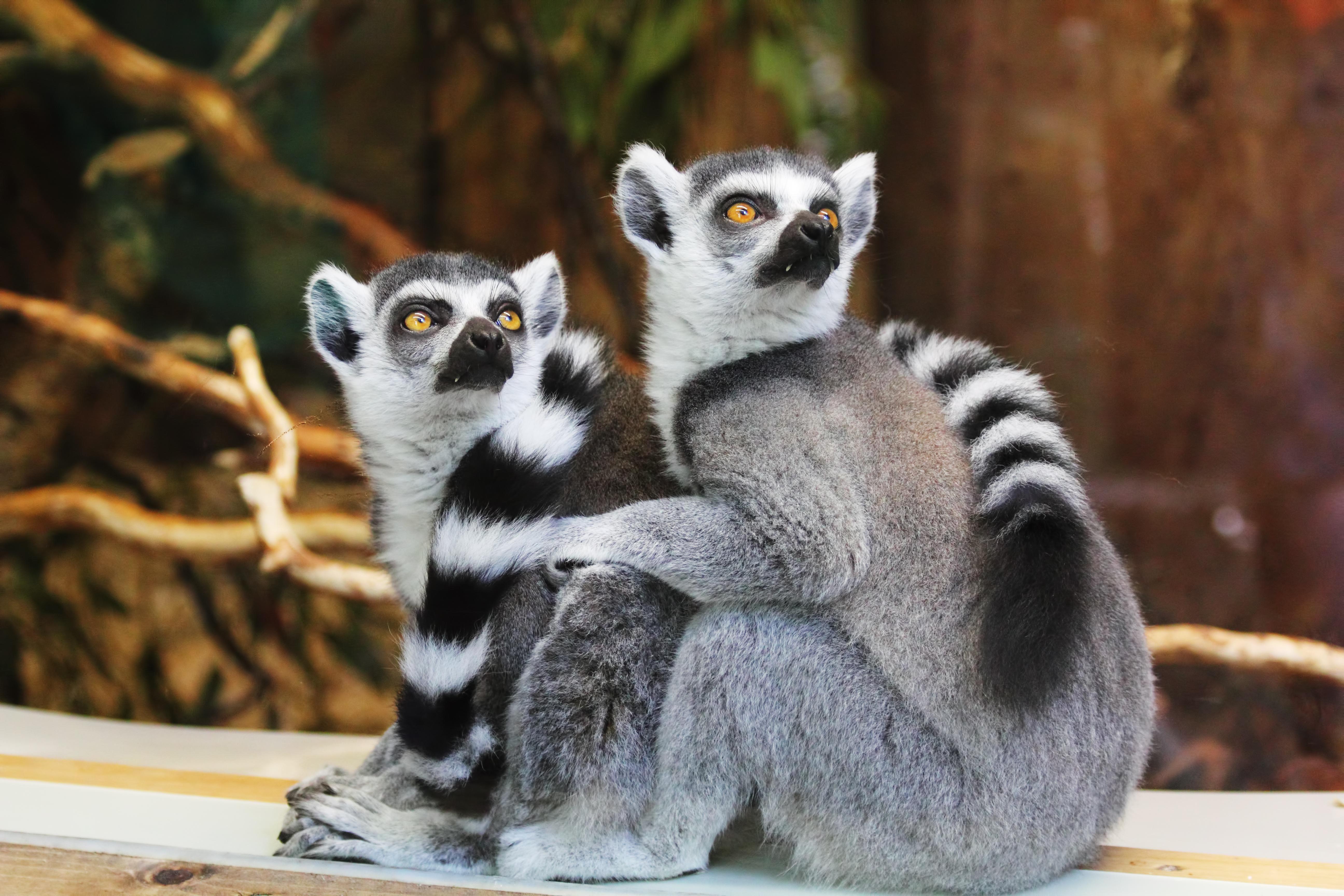 Lemurs Wallpapers