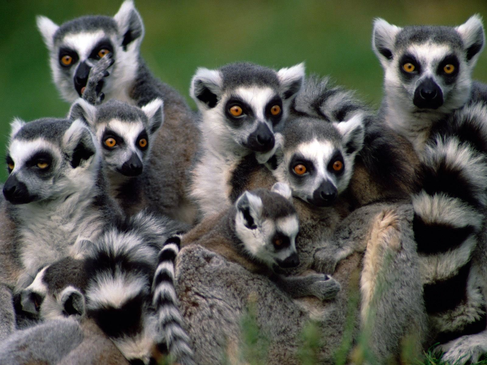 Lemurs Wallpapers