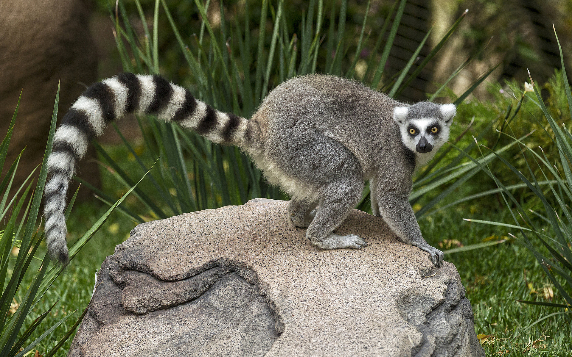 Lemurs Wallpapers