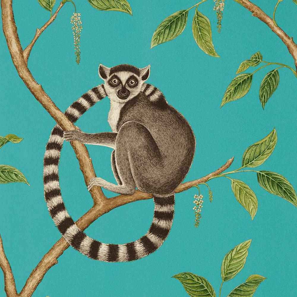 Lemurs Wallpapers