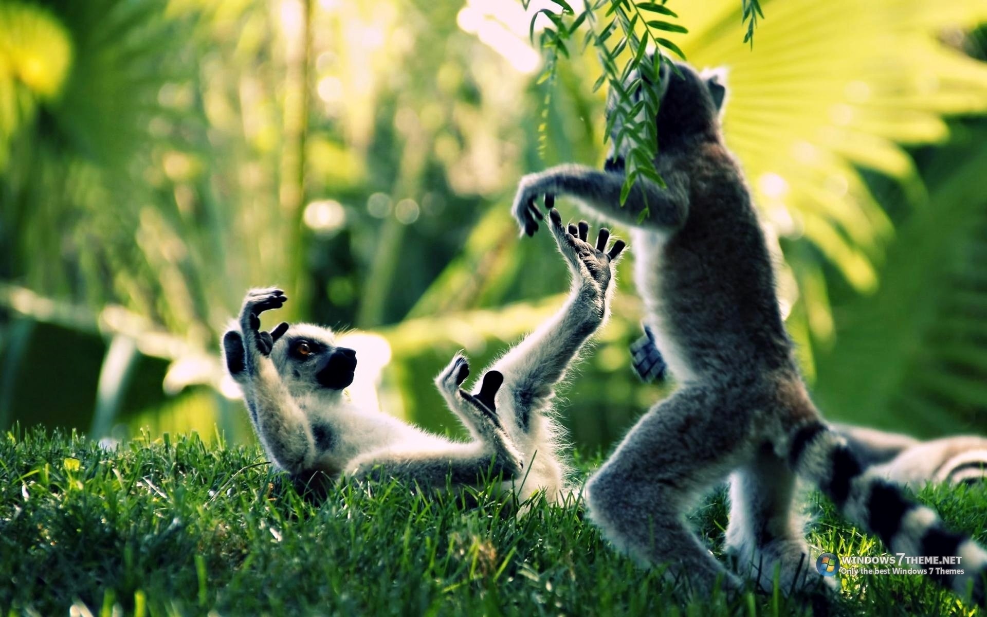 Lemurs Wallpapers