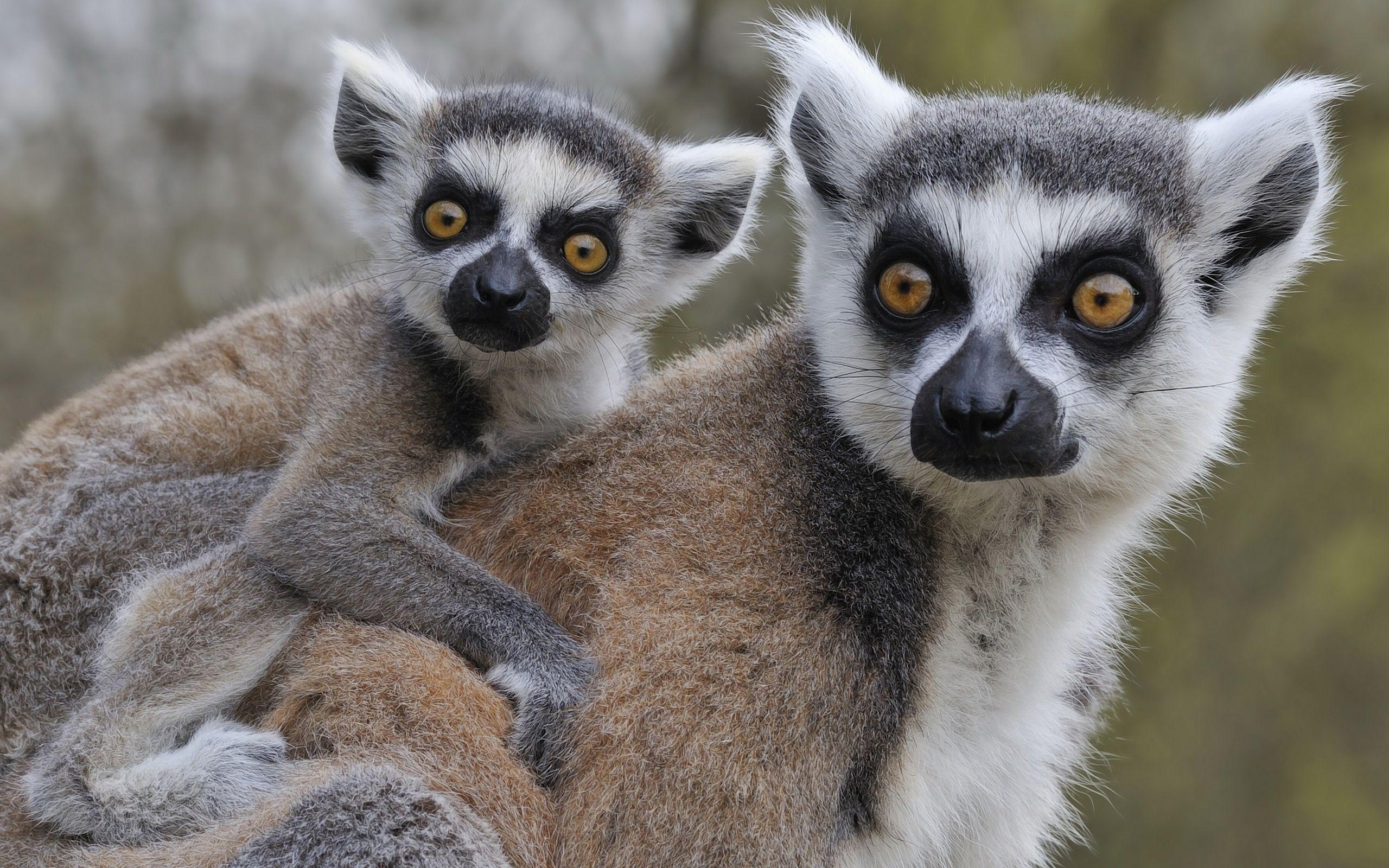 Lemurs Wallpapers