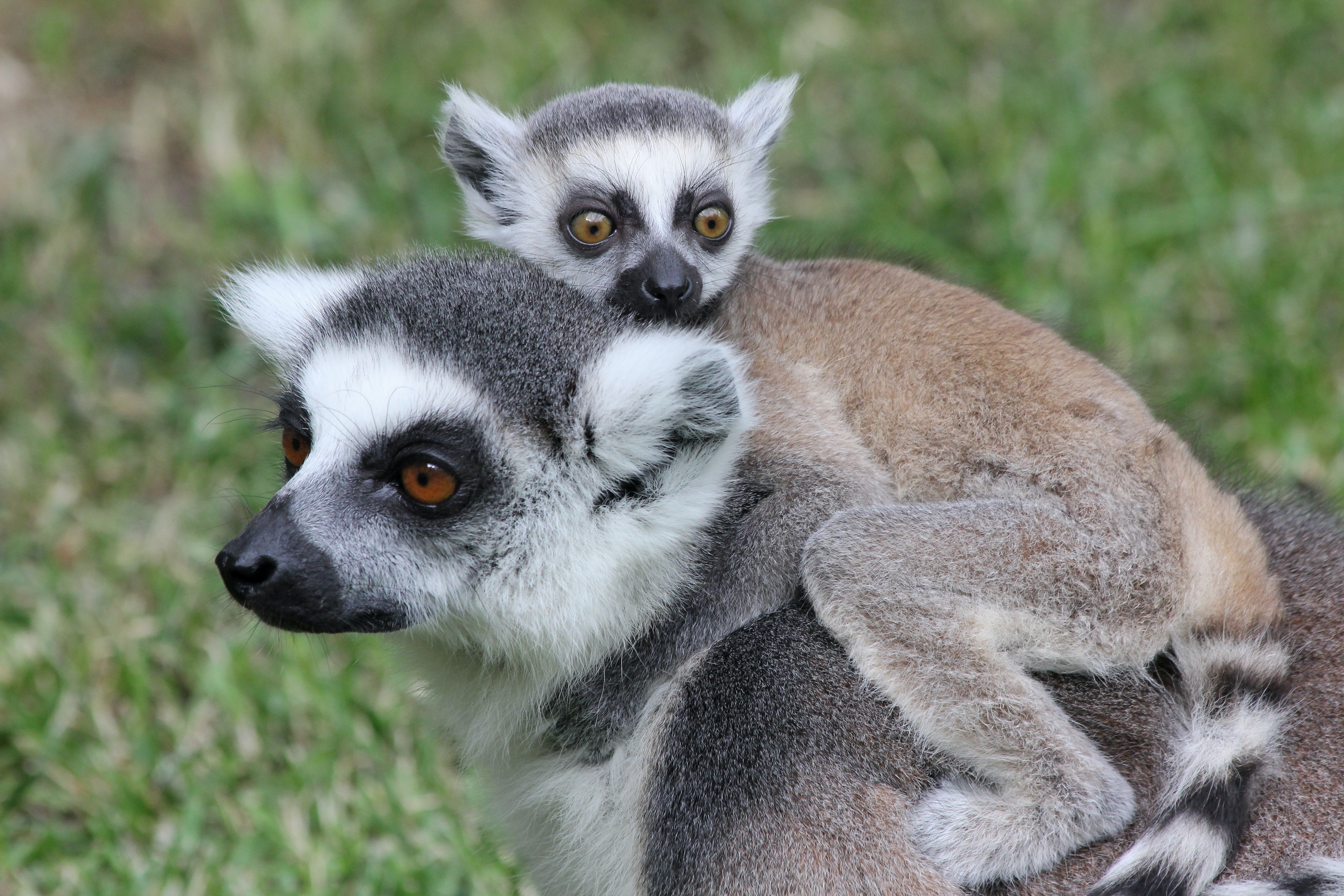 Lemurs Wallpapers