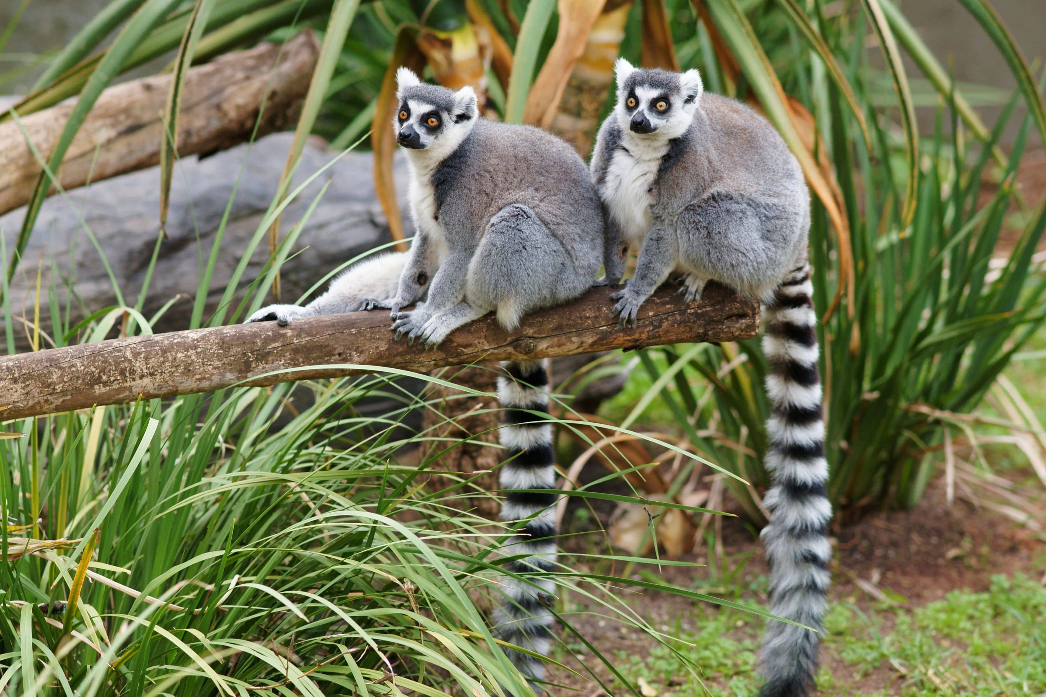 Lemurs Wallpapers