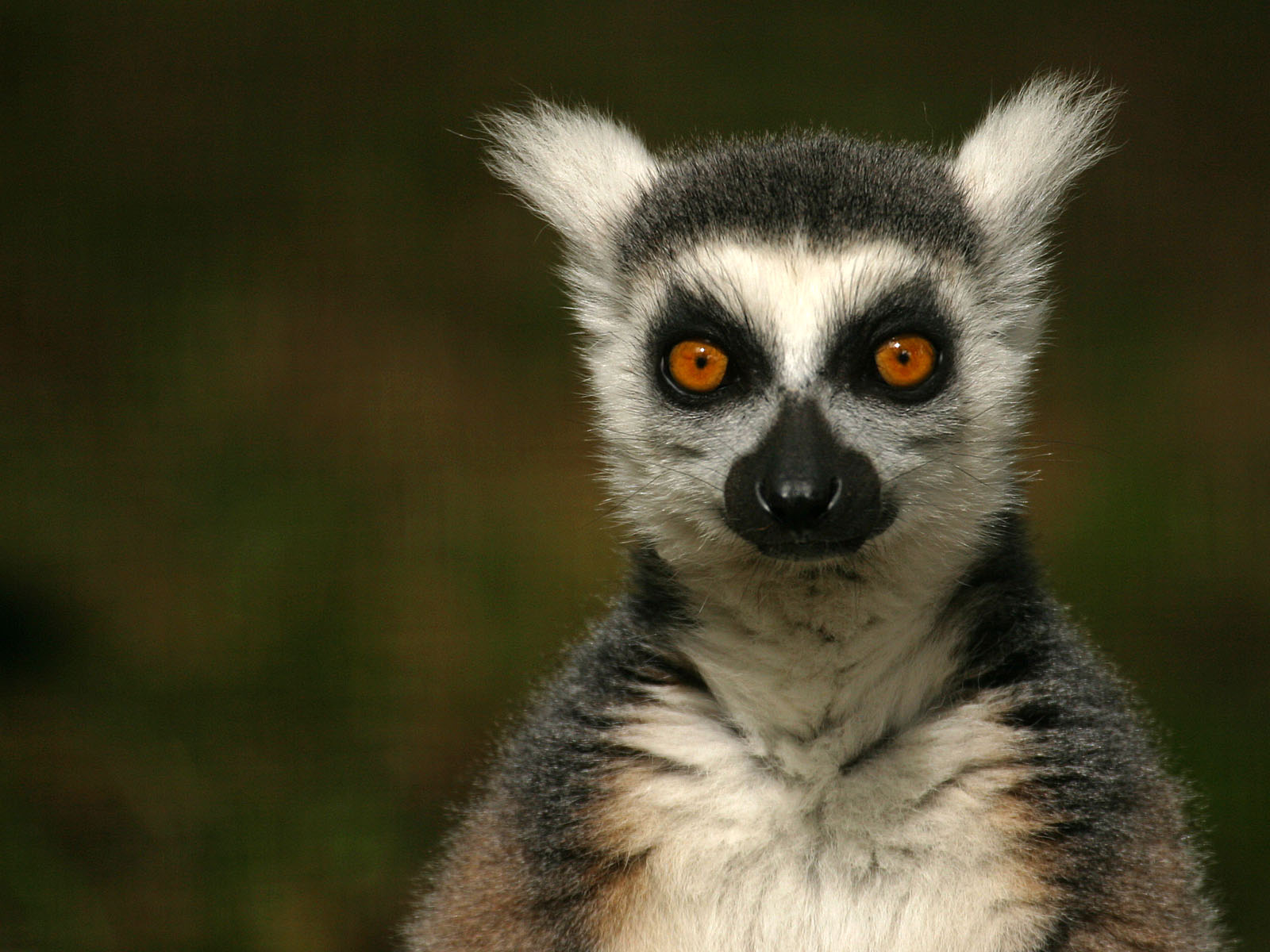 Lemurs Wallpapers