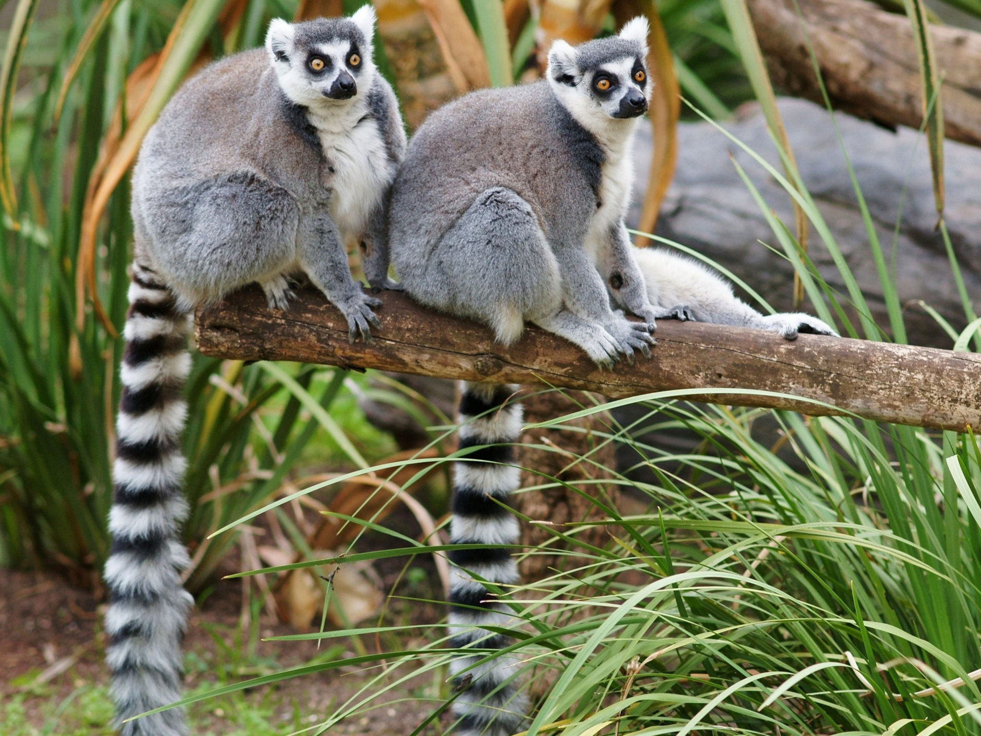 Lemurs Wallpapers