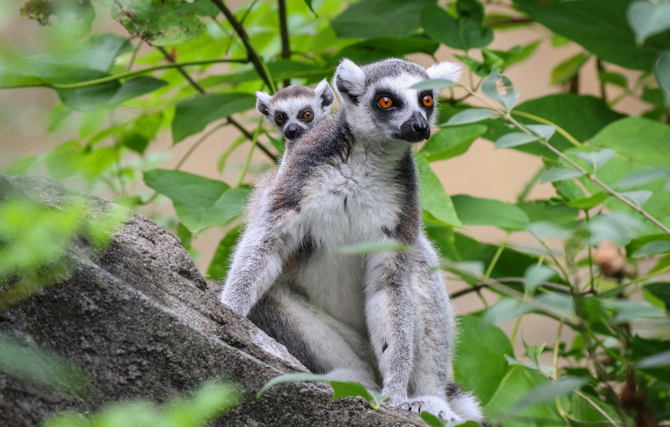 Lemurs Wallpapers