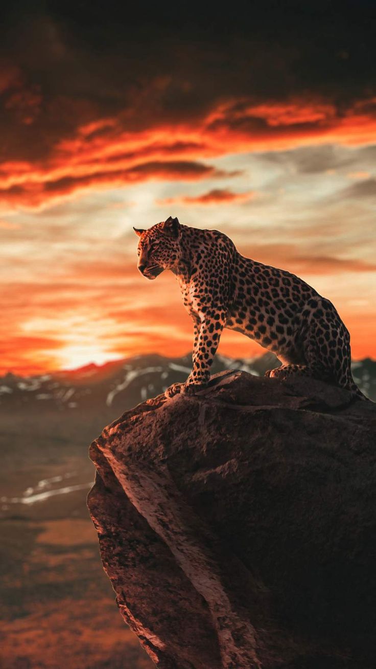 Leopard Wallpapers